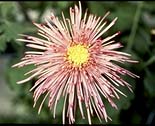 chrysanthemum